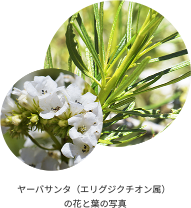 ヤーバサンタ（エリグジクチオン属）の花と葉の写真