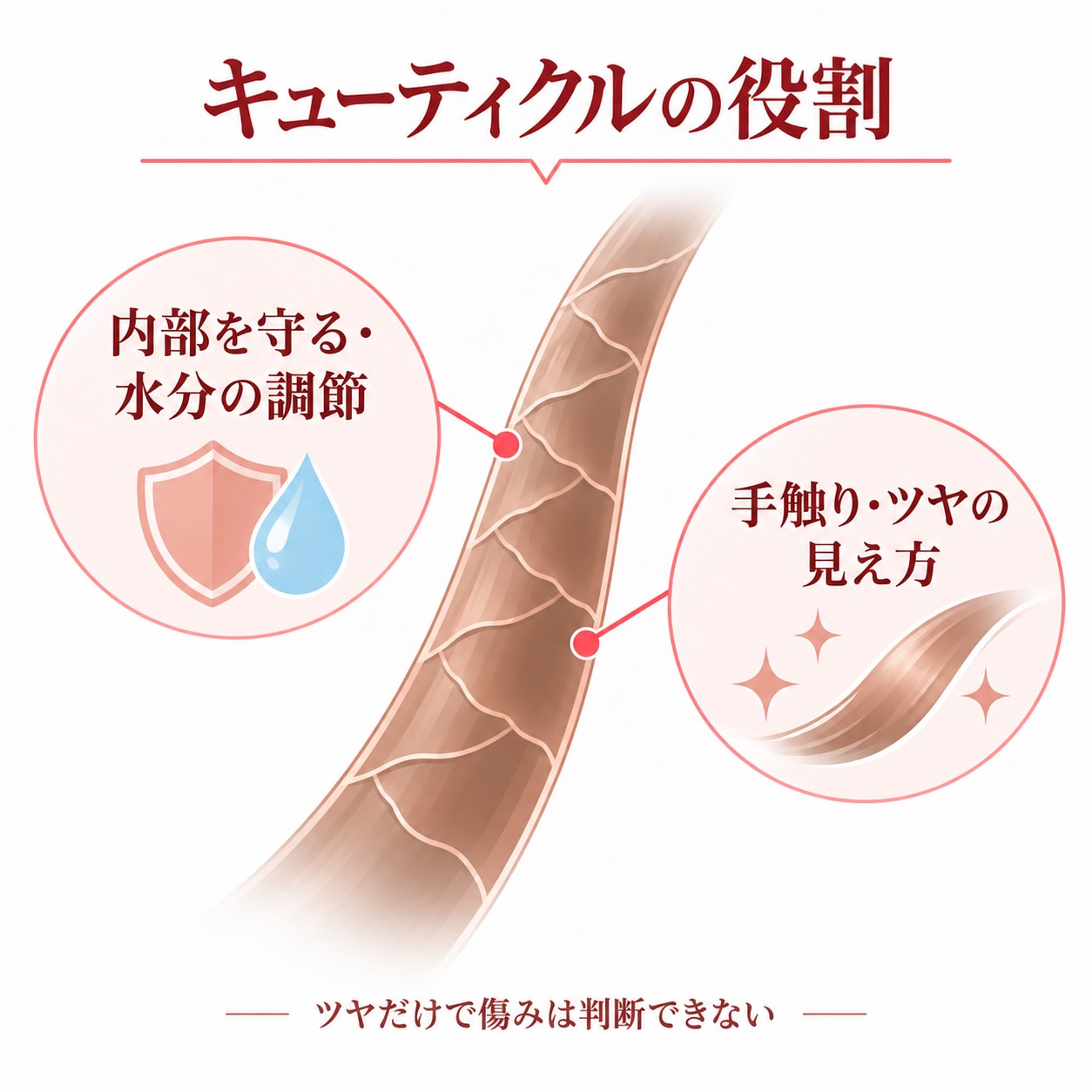 キューティクルにはどのような役割がある？