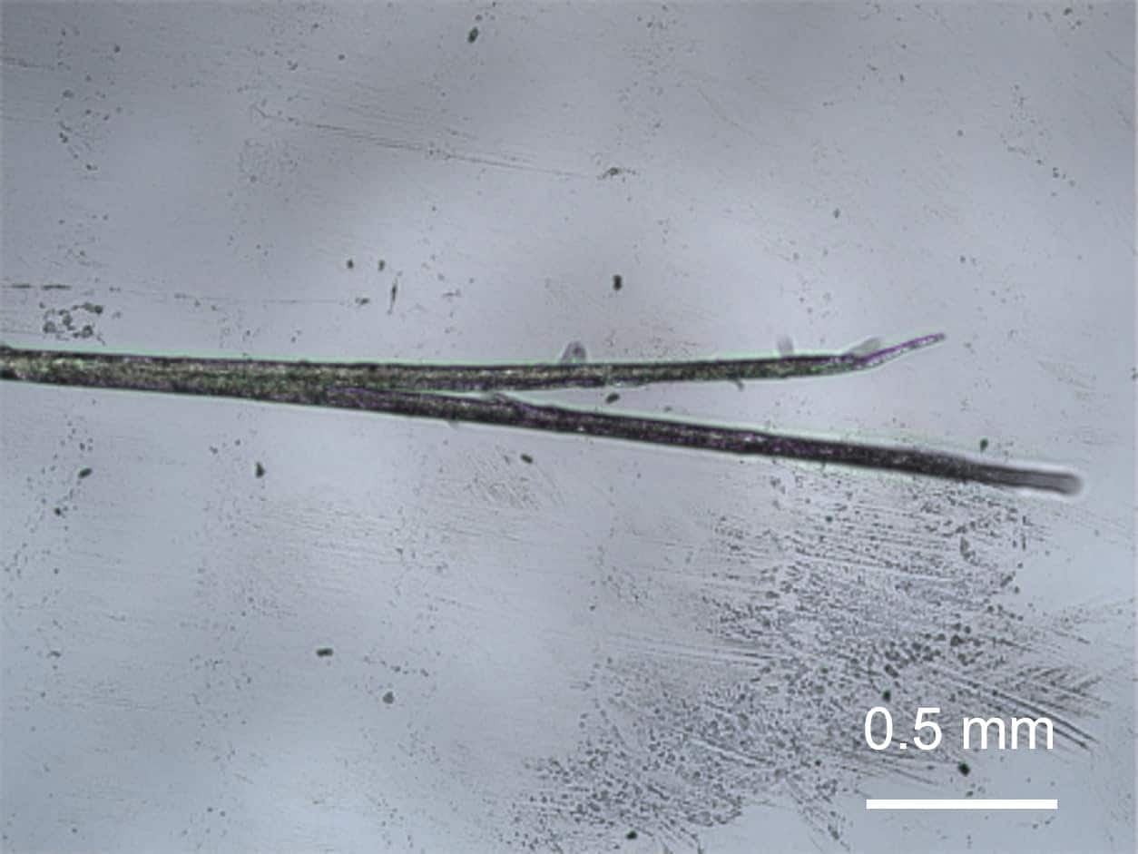 枝毛