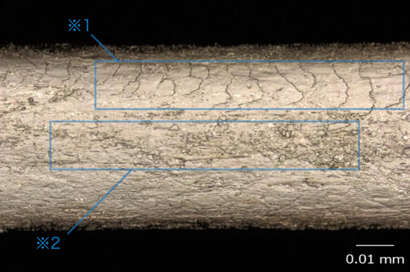 キューティクルとコルテックス