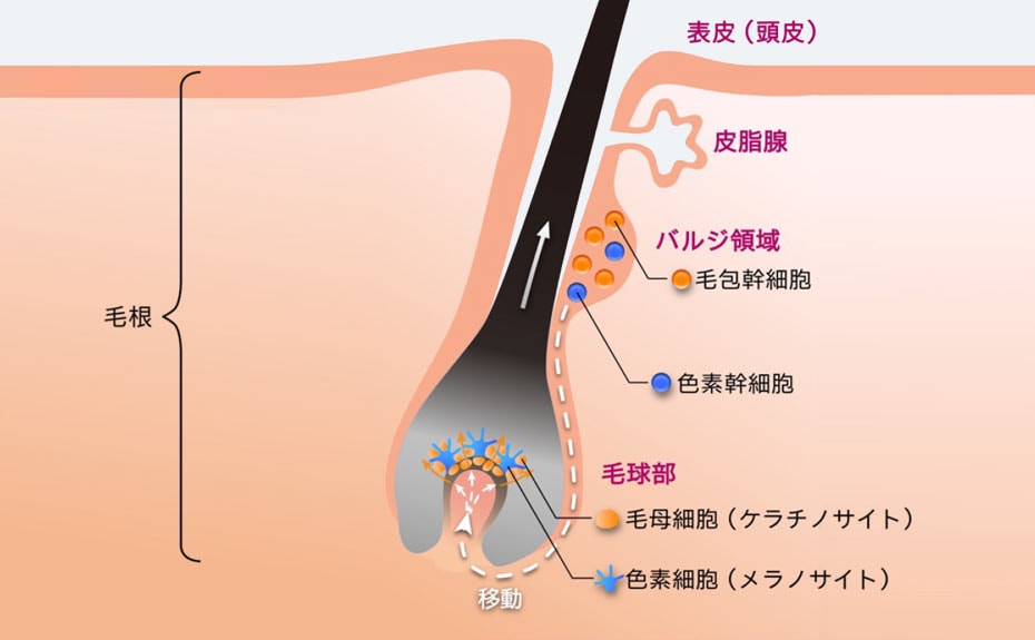白髪になる原因とメカニズム