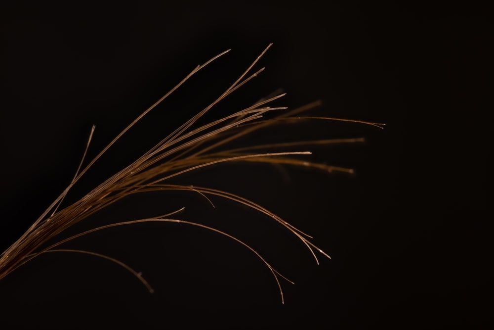 
枝毛ができる原因とは？正しい対処法から予防方法まで徹底解説！
