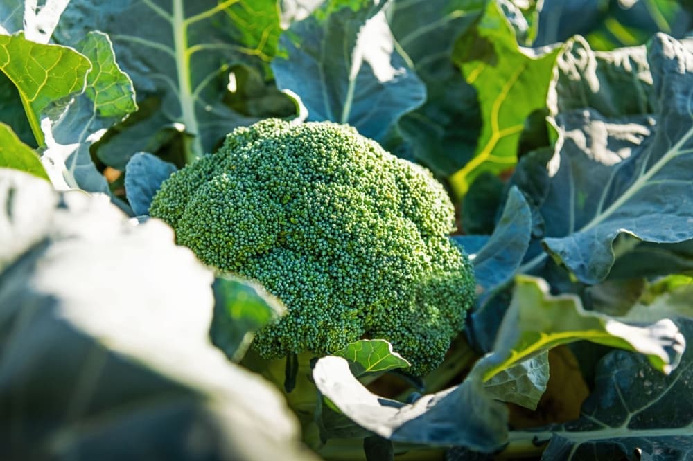 ブロッコリー