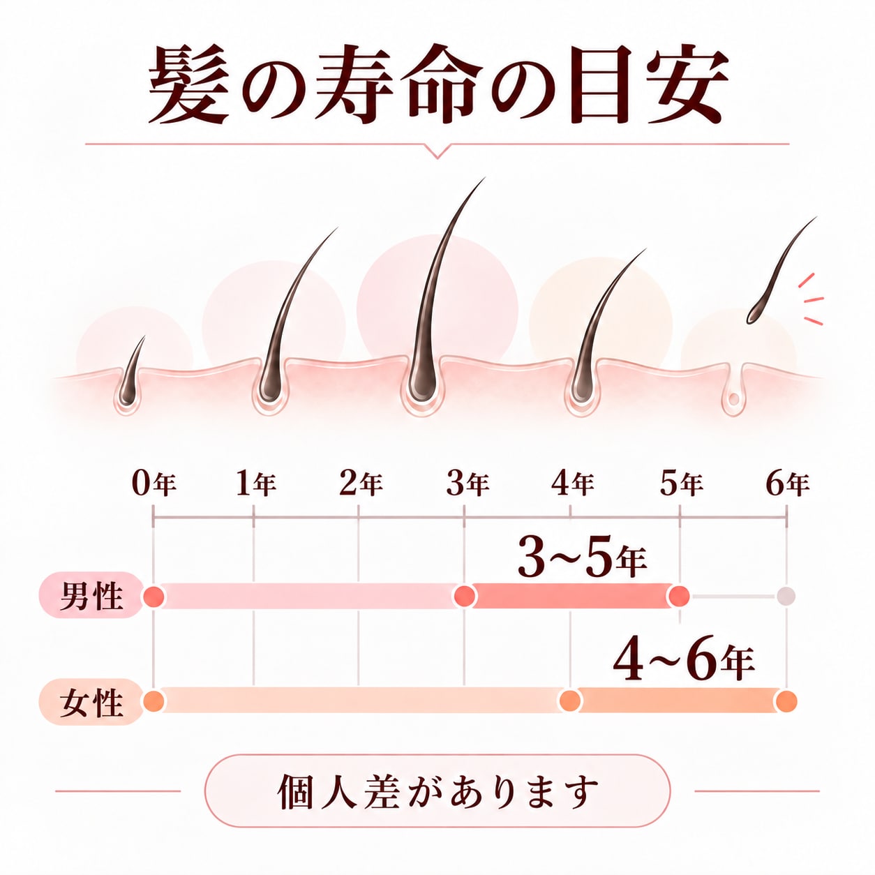 髪の寿命は何年？