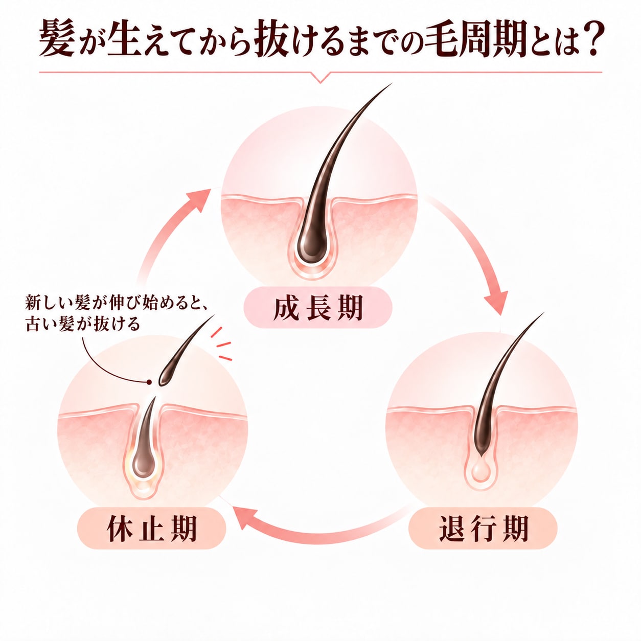 髪が生えてから抜けるまでの毛周期とは？
