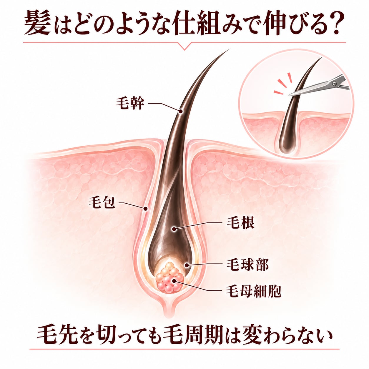 髪はどのような仕組みで伸びる？