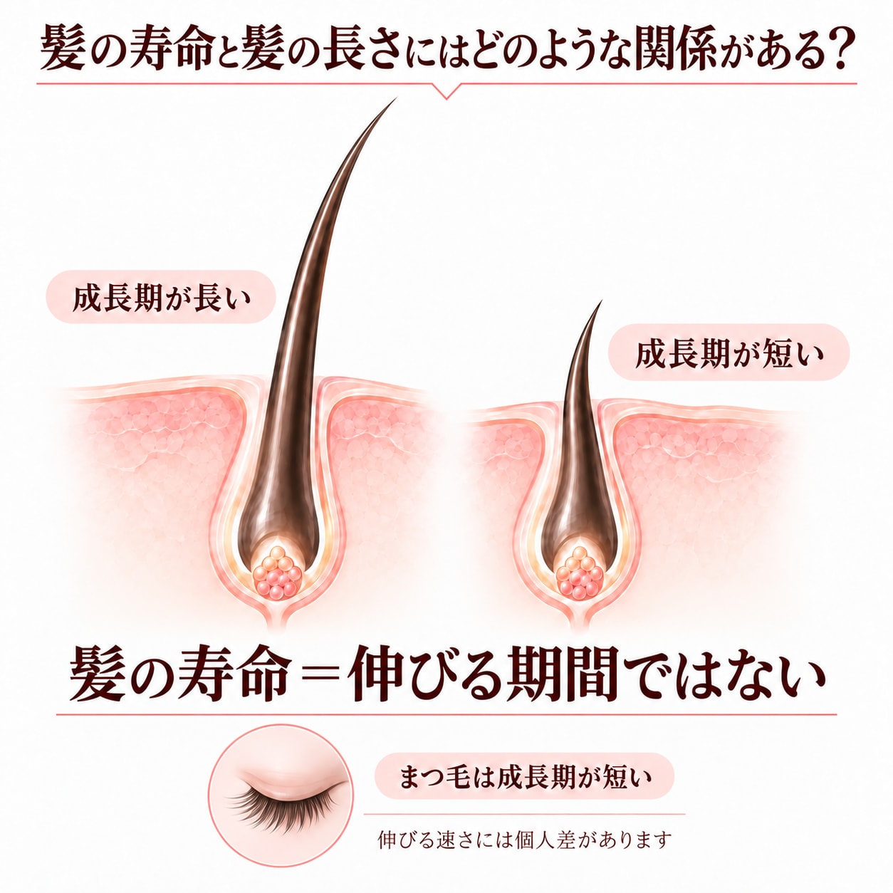 髪の寿命と髪の長さにはどのような関係がある？