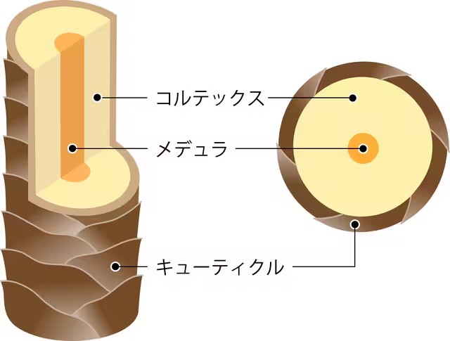 キューティクルとは？髪の表面を覆う層