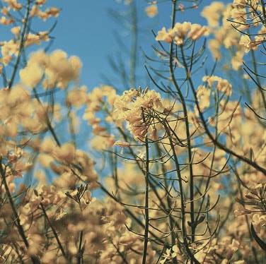 エルカラクトン