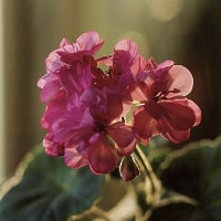 すっきりとしたガーデンを想起する香り