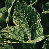 豊かな土壌を想起するナチュラルな香り