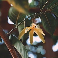 異国情緒あふれる華やかでスパイシーな香り