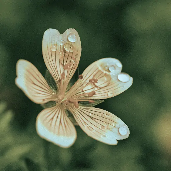 ウォータリーフィルム