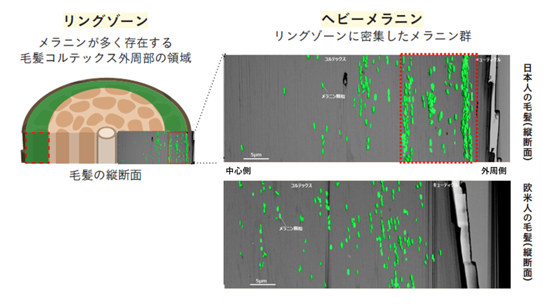 ヘアカラーの色にとって重要な毛髪領域を発見<br>日本人の髪色表現を広げる新ヘアカラー技術を確立