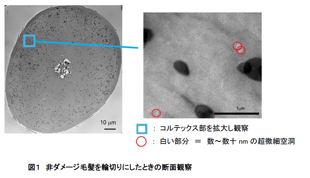複合ダメージの核心に迫る新知見毛髪内「超微細空洞」の発見と「水分」に着目した 新補修技術を確立