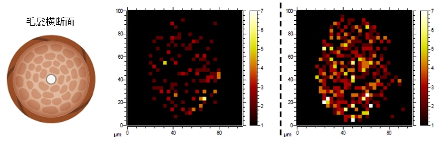 毛髪の主要成分シスチンに着目した毛髪補修技術をヘアカラーに応用
