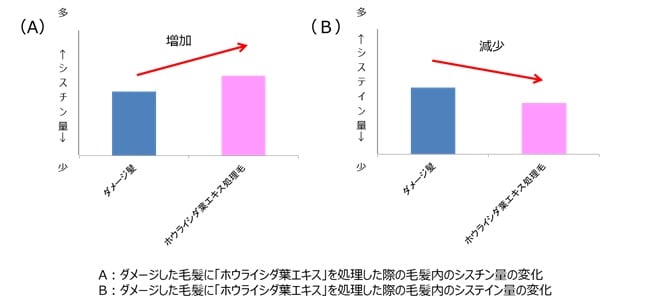毛髪の主要成分シスチンに着目した新ヘアケア技術を開発～シスチンを再生させる成分「ホウライシダ葉エキス」を発見～