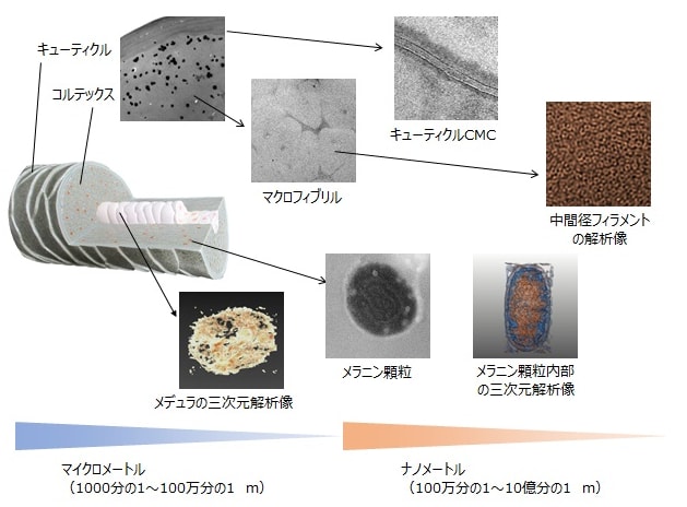 ナノレベルにおける毛髪全組織の画像化に成功