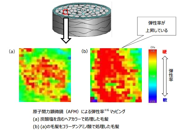 不均一にダメージした毛髪を均一に補修する成分「コラーゲンアミノ酸」を発見