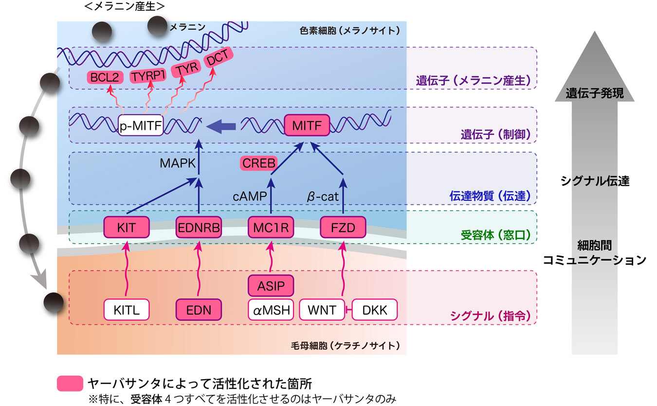 ヤーバサンタにより、4つのシグナル伝達全てが活性化されるメカニズム図